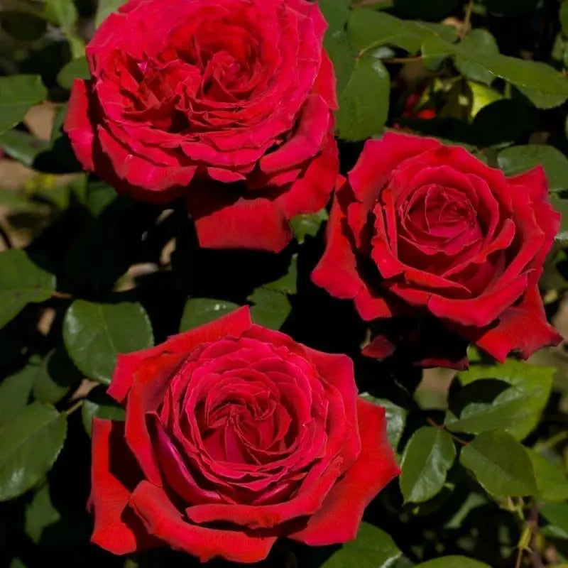 ROSA BOTERO RAMPICANTE