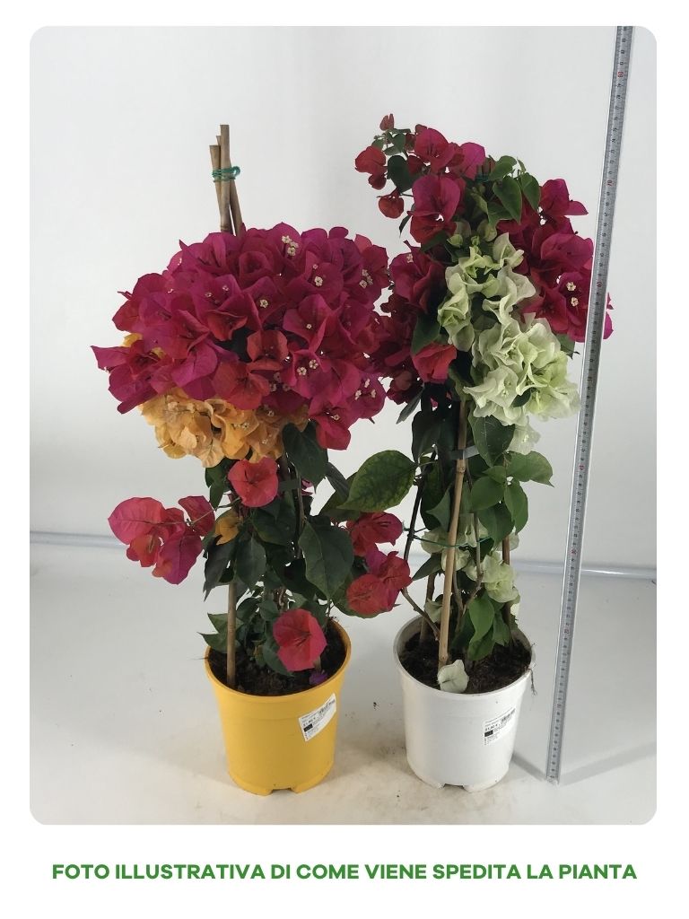 BOUGAINVILLEA A PIRAMIDE COLORE ASSORTITO IN VASO 17CM