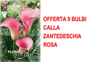 OFFERTA 9 BULBI CALLA ZANTEDESCHIA ROSA