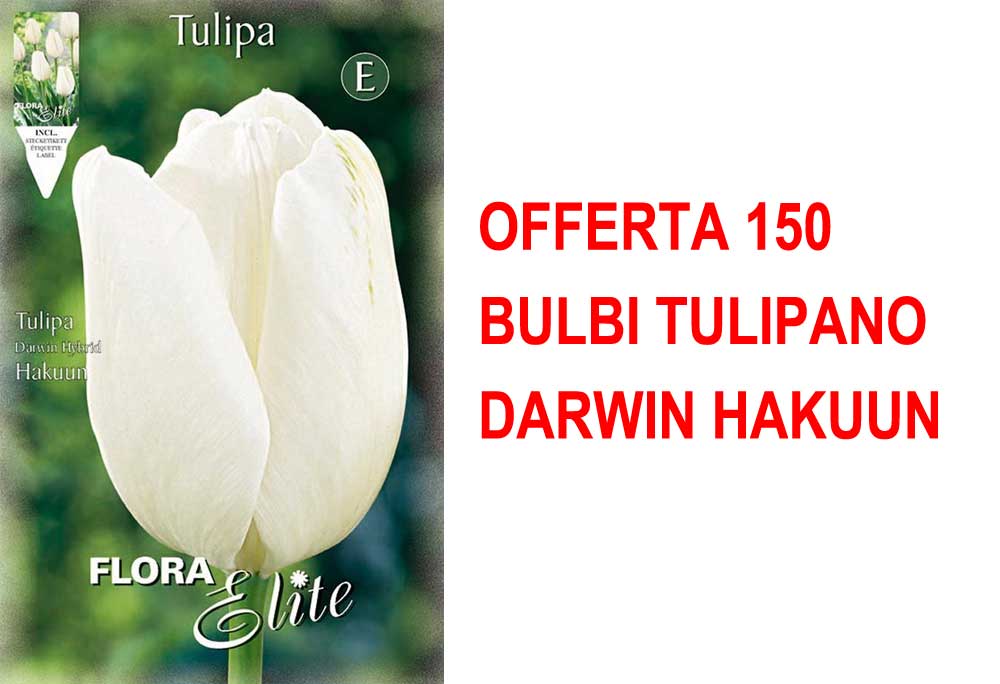 OFFERTA 150 BULBI TULIPANO DARWIN HAKUUN