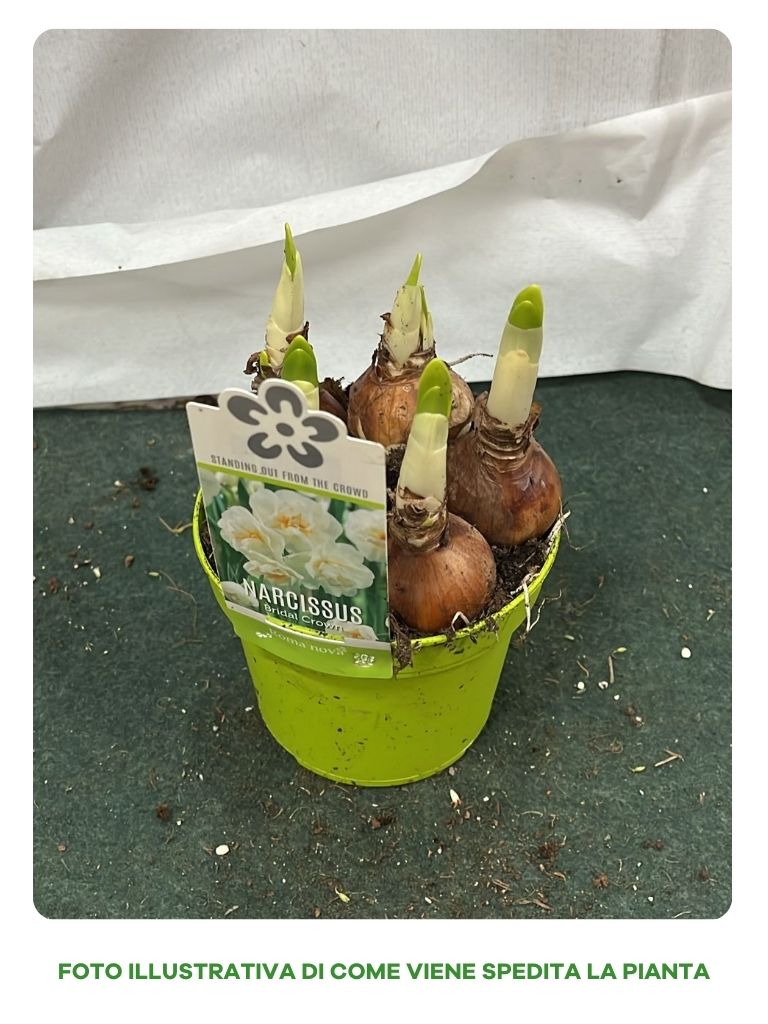 BULBI NARCISI BRIDAL CROWN VASO 12CM