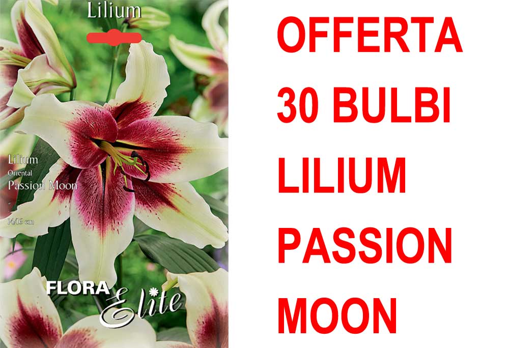 OFFERTA 30 BULBI LILIUM ORIENTAL PASSION MOON