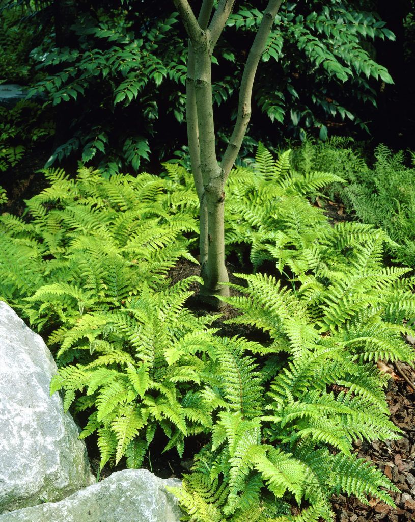 FELCE POLYSTICHUM POLYBLEPHARUM VASO 10.5CM