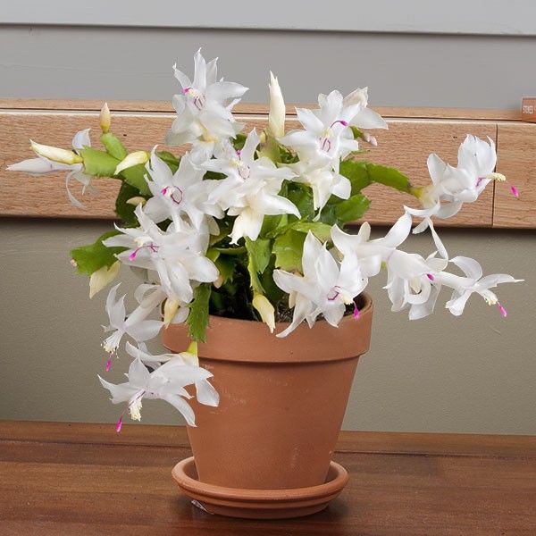 SCHLUMBERGERA CACTUS DI NATALE IN VASO 9CM COLORE ASSORTITO