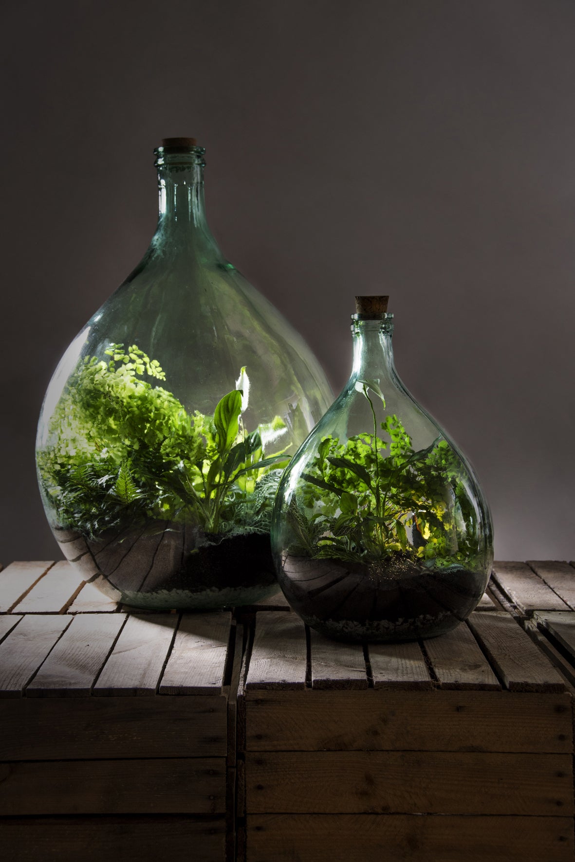 PIETRE DRENANTI 5 KG PER ECOSISTEMA TERRARIUM