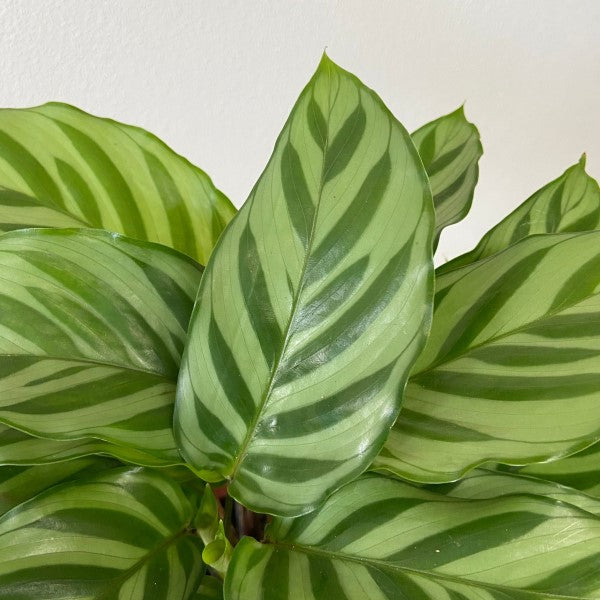 CALATHEA FREDDIE IN VASO 11CM