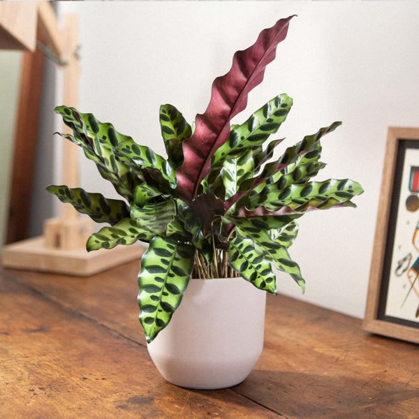 CALATHEA INSIGNIS IN 11CM VASE – Peragashop