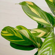 CALATHEA GOLDEN MOSAIC IN VASO DA 12CM