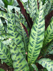 CALATHEA LANCIFOLIA IN VASO DA 17CM