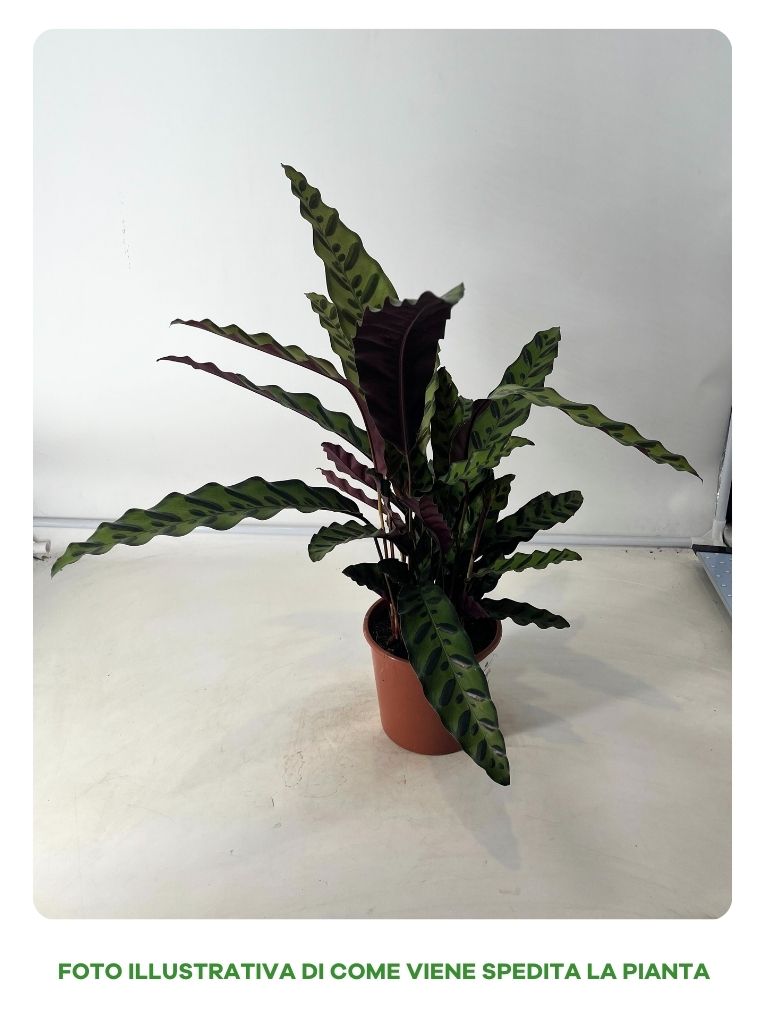 CALATHEA LANCIFOLIA IN VASO DA 17CM