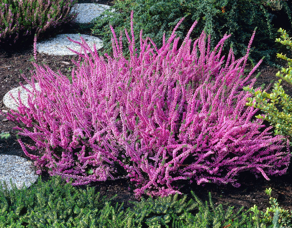 OFFERTA 3 PIANTE DI CALLUNA ERICA COLORI ASSORTITI VASO 12CM