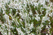 CALLUNA GARDEN GIRL BIANCA IN VASO DA 17CM