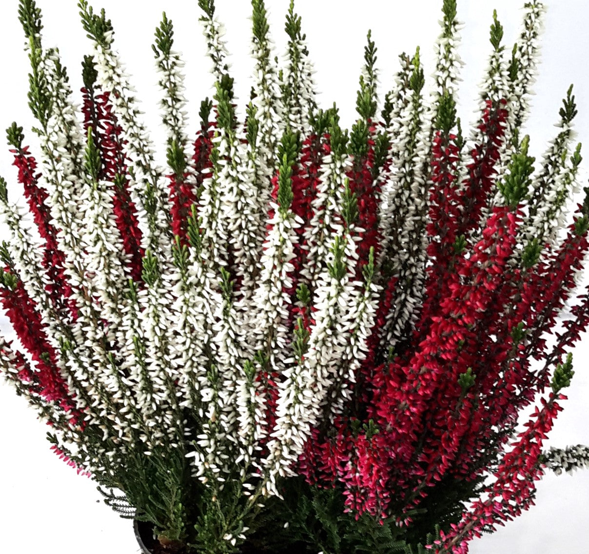 CALLUNA VULGARIS BEAUTY LADIES IN VASO DA 12CM