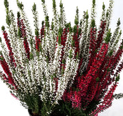 CALLUNA VULGARIS BEAUTY LADIES IN VASO DA 12CM