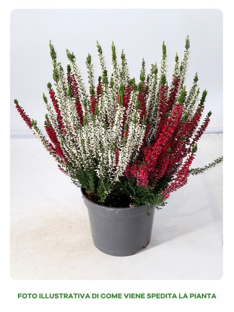 CALLUNA VULGARIS BEAUTY LADIES IN VASO DA 12CM
