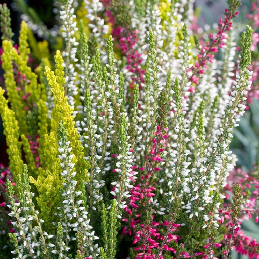 CALLUNA VULGARIS TRICOLOR IN VASO DA 12CM
