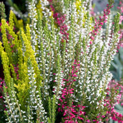 CALLUNA VULGARIS TRICOLOR IN VASO DA 12CM