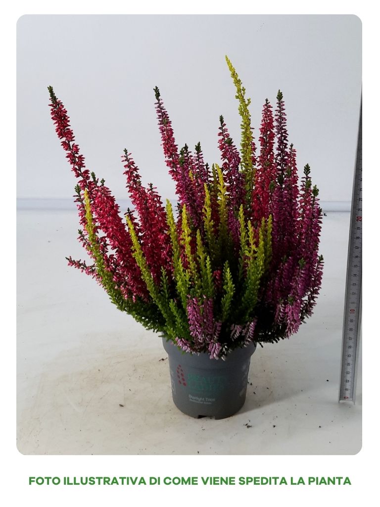 CALLUNA VULGARIS TRICOLOR IN VASO DA 12CM