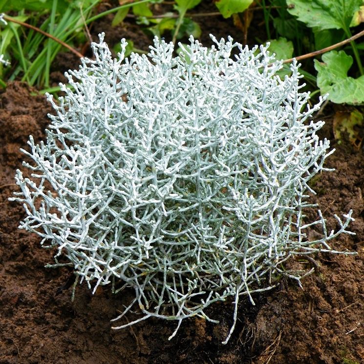 CALOCEPHALUS MUEHLENBECKIA IN VASO 30CM