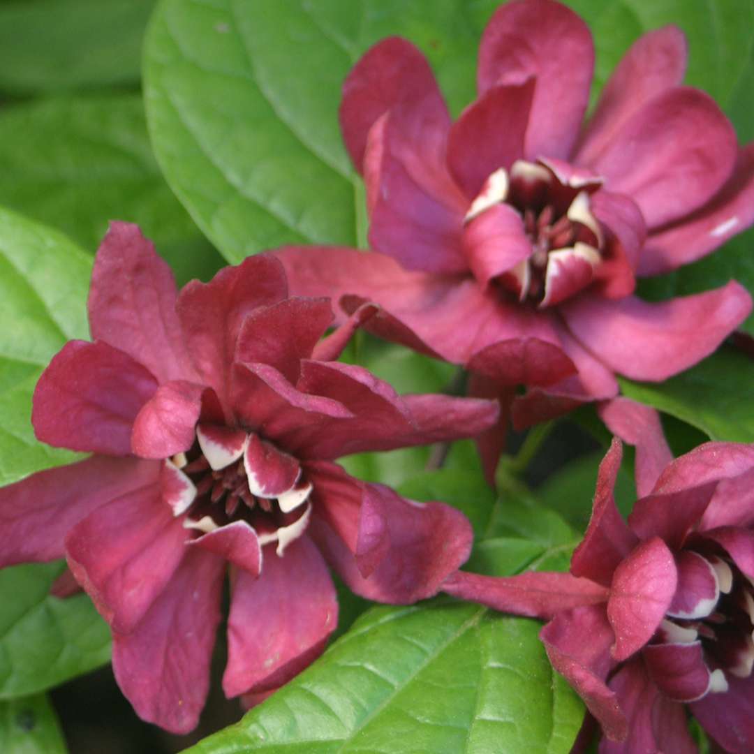 CALYCANTHUS HARTLAGE WINE VASO 19CM