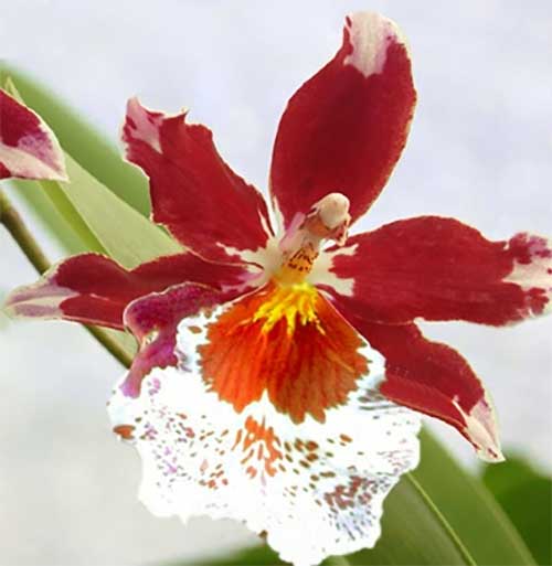 ORCHIDEA CAMBRIA COLORE ASSORTITO VASO 12CM