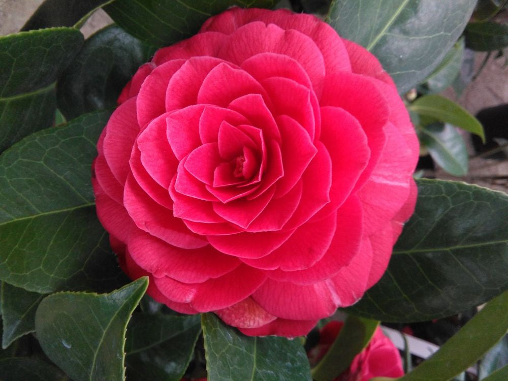 CAMELIA JAPONICA BLACK LACE VASO 19CM