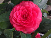 CAMELIA JAPONICA BLACK LACE VASO 19CM