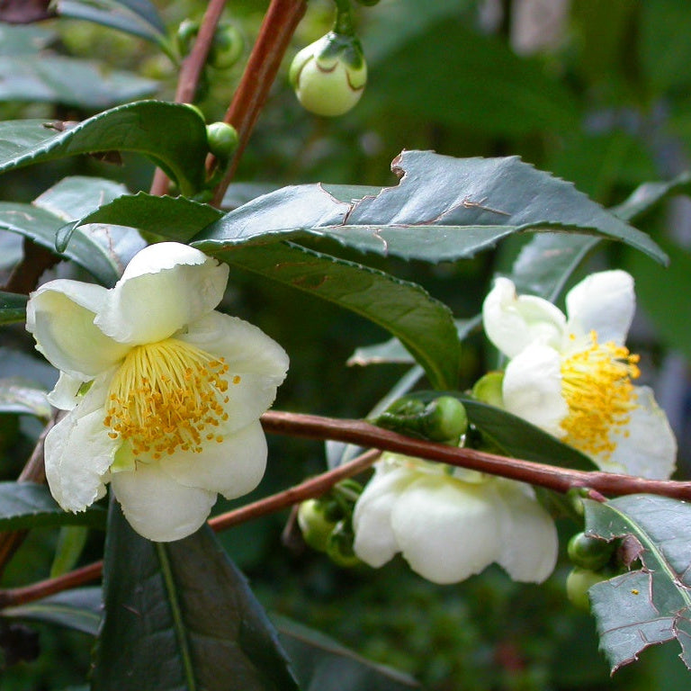 CAMELIA  SINENSIS LA PIANTA DEL TE' VASO 17CM