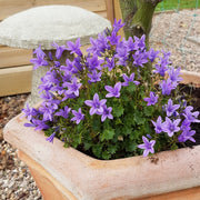 CAMPANULA ADDENDA INTENSE PURPLE VASO 15CM