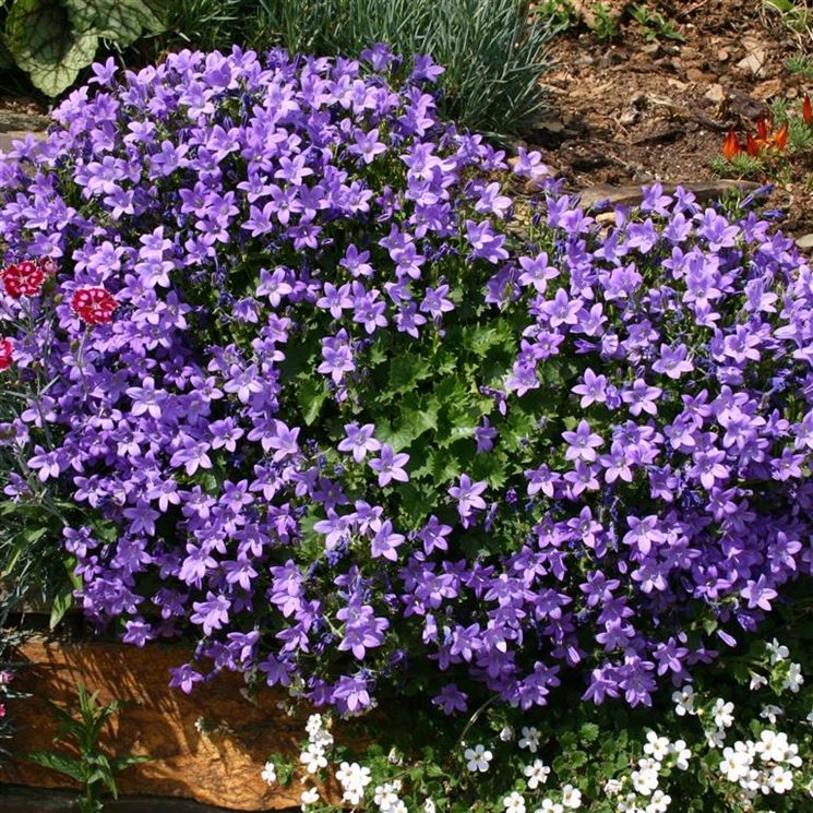 CAMPANULA ISOPHYLLA BIANCA O BLU COLORE ASSORTITO VASO 10CM