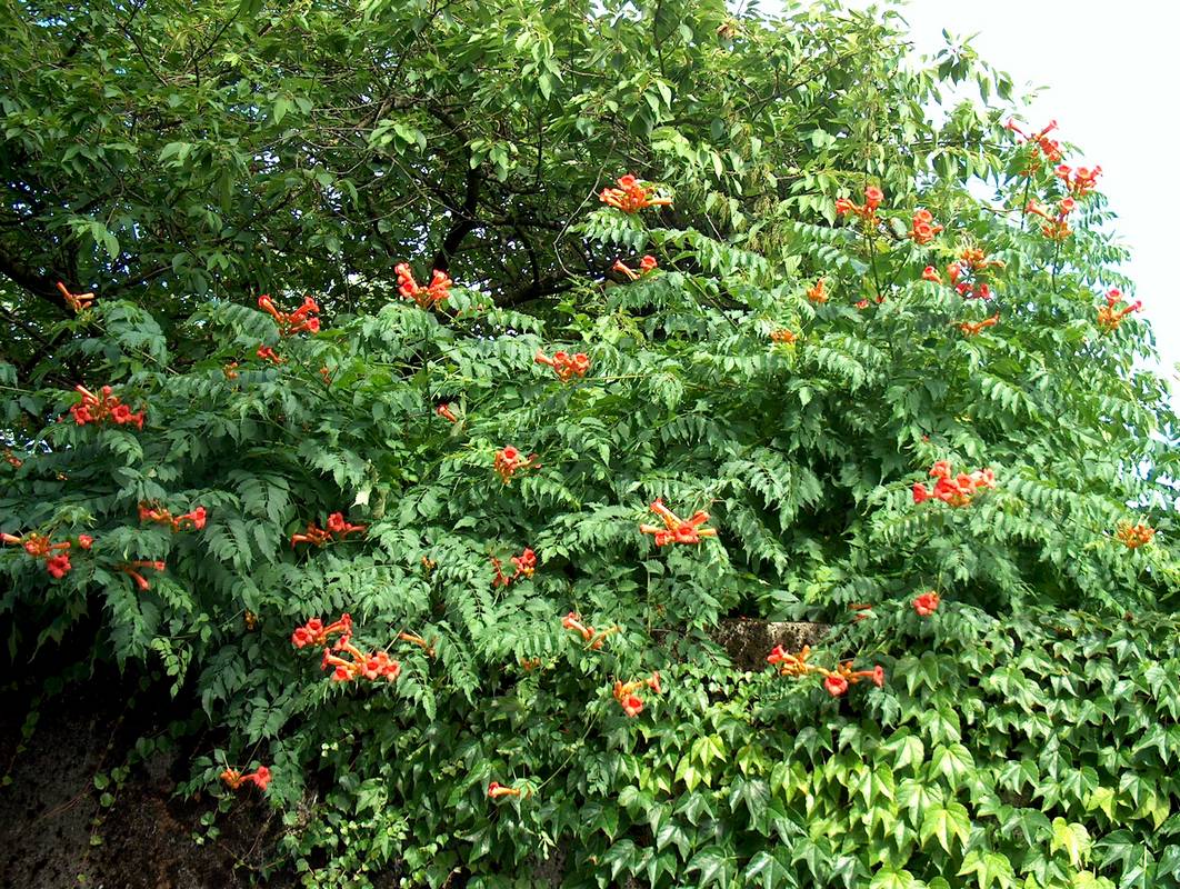 BIGNONIA CAMPSIS RADICANS VASO 15CM