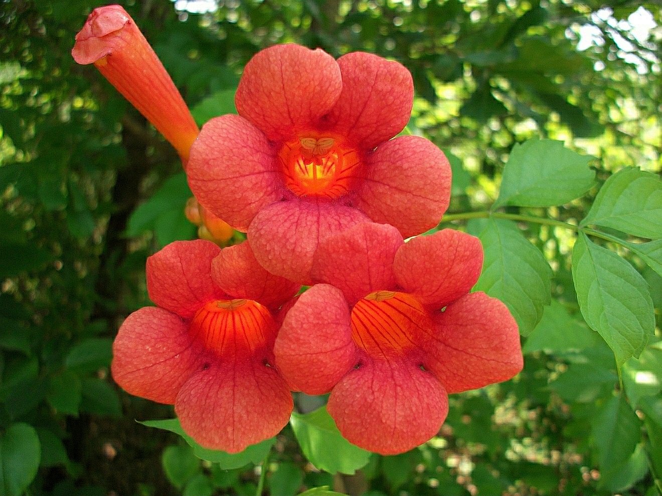 BIGNONIA CAMPSIS RADICANS VASO 18CM