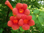 BIGNONIA CAMPSIS RADICANS VASO 18CM