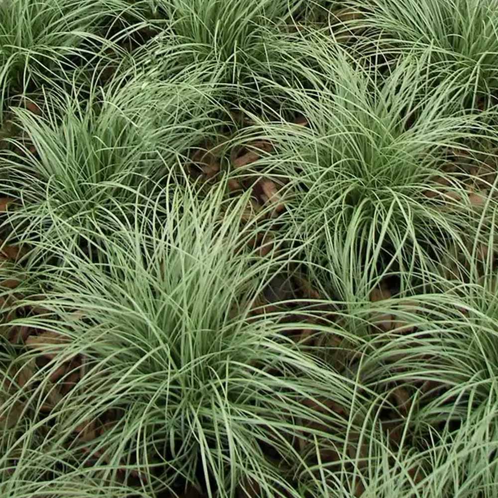 CAREX AMAZON MIST IN VASO 18CM