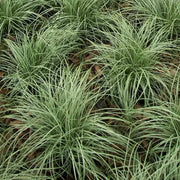 CAREX AMAZON MIST IN VASO 18CM