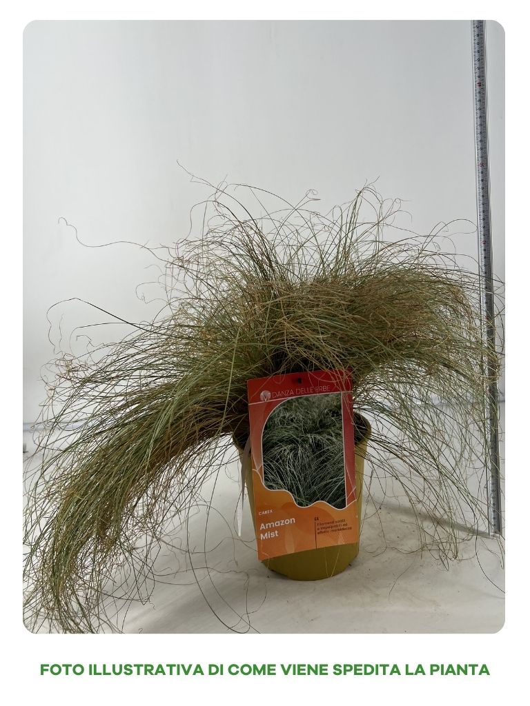 CAREX AMAZON MIST IN VASO 18CM