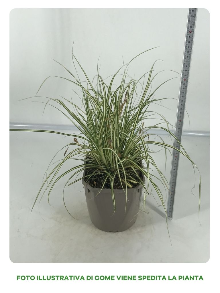 CAREX OSHIMENSIS EVERGOLD IN VASO DA 17CM