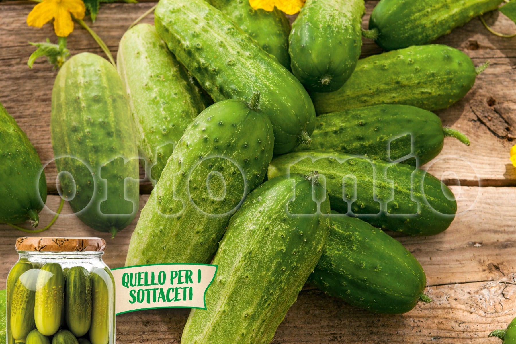 3 PIANTE IN VASO Ø 10CM DI CETRIOLO DA SOTTACETO SONATE