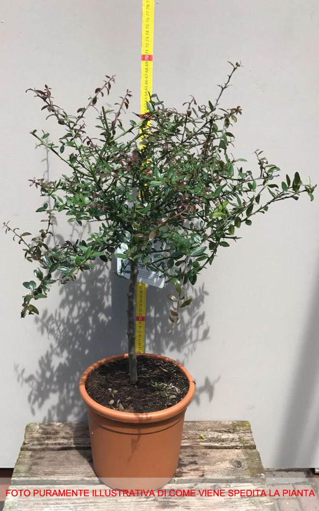 LIMONE CAVIALE ROSSO FINGER LIME IN VASO 18CM