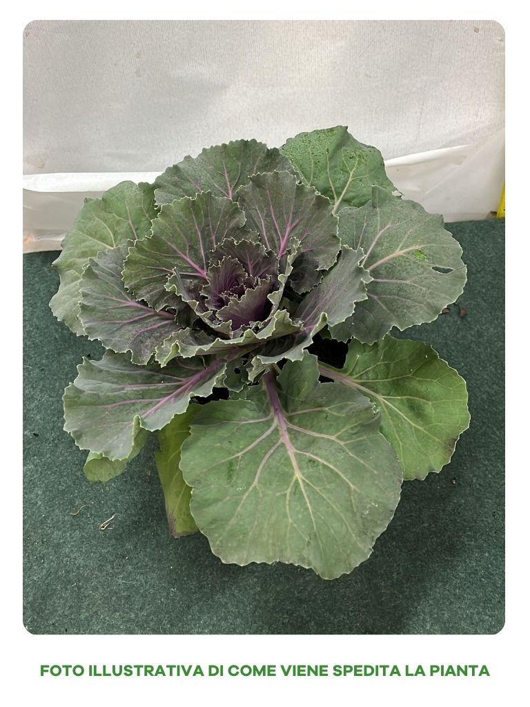 CAVOLO ORNAMENTALE BRASSICA VASO 14CM