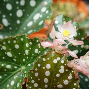 Begonia Maculata in vaso da 12cm