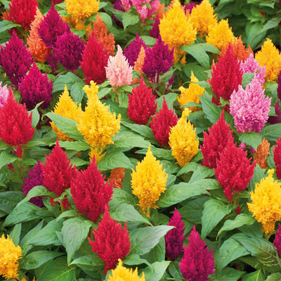 Celosia in vaso da 14cm Assortito
