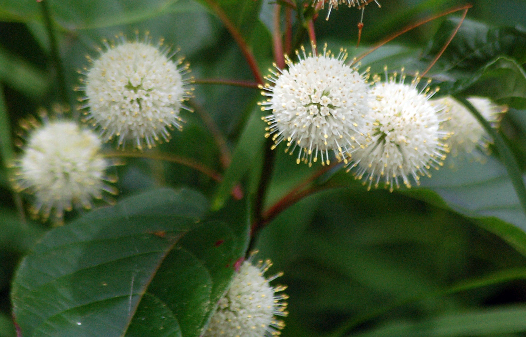 CEPHALANTHUS OCCIDENTALIS IN VASO 17CM