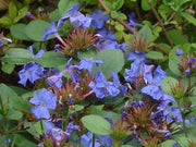 CERATOSTIGMA PLUMBAGINOIDES VASO 10CM
