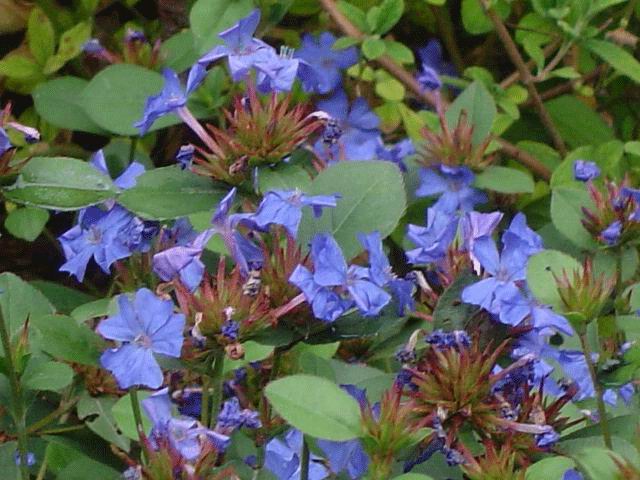 CERATOSTIGMA PLUMBAGINOIDES VASO 18CM