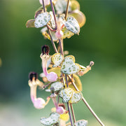 CEROPEGIA WOODII IN VASO 12CM
