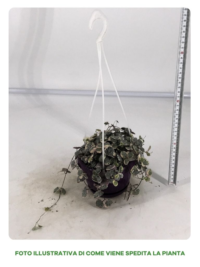 CEROPEGIA IN BASKET DA 12CM