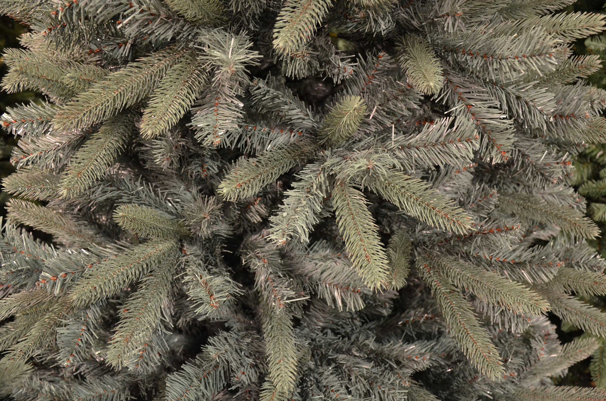 ALBERO DI NATALE CERVINO ARGENTATO ALTEZZA A SCELTA