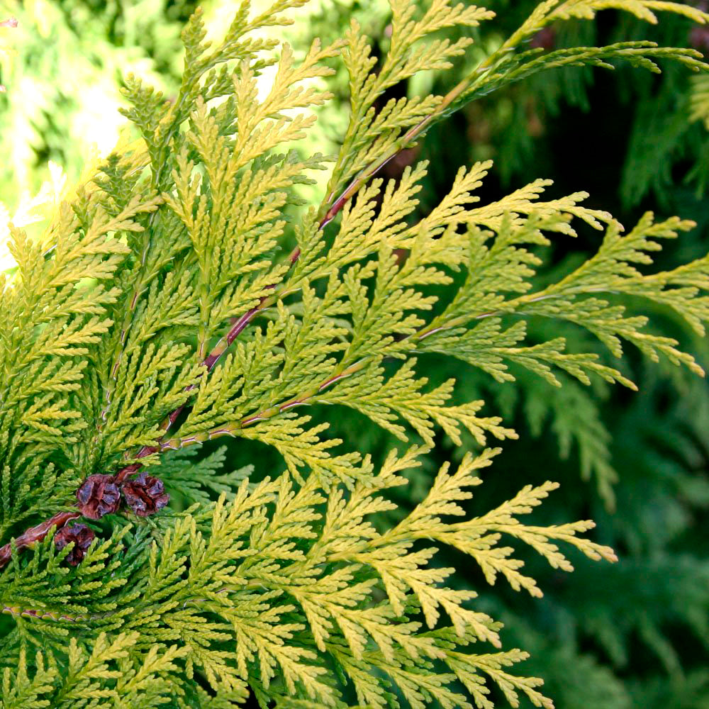 Chamaecyparis Lawsoniana Stardust in vaso da 14cm