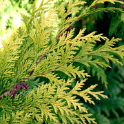 Chamaecyparis Lawsoniana Stardust in vaso da 14cm